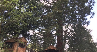 Gothic High Rise Tree House Distance Elevation